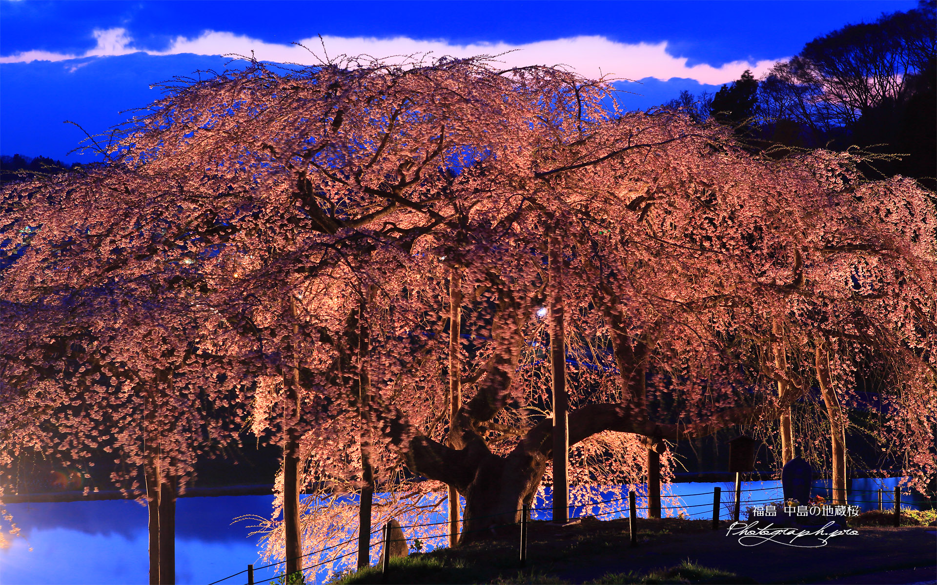 中島の地蔵桜