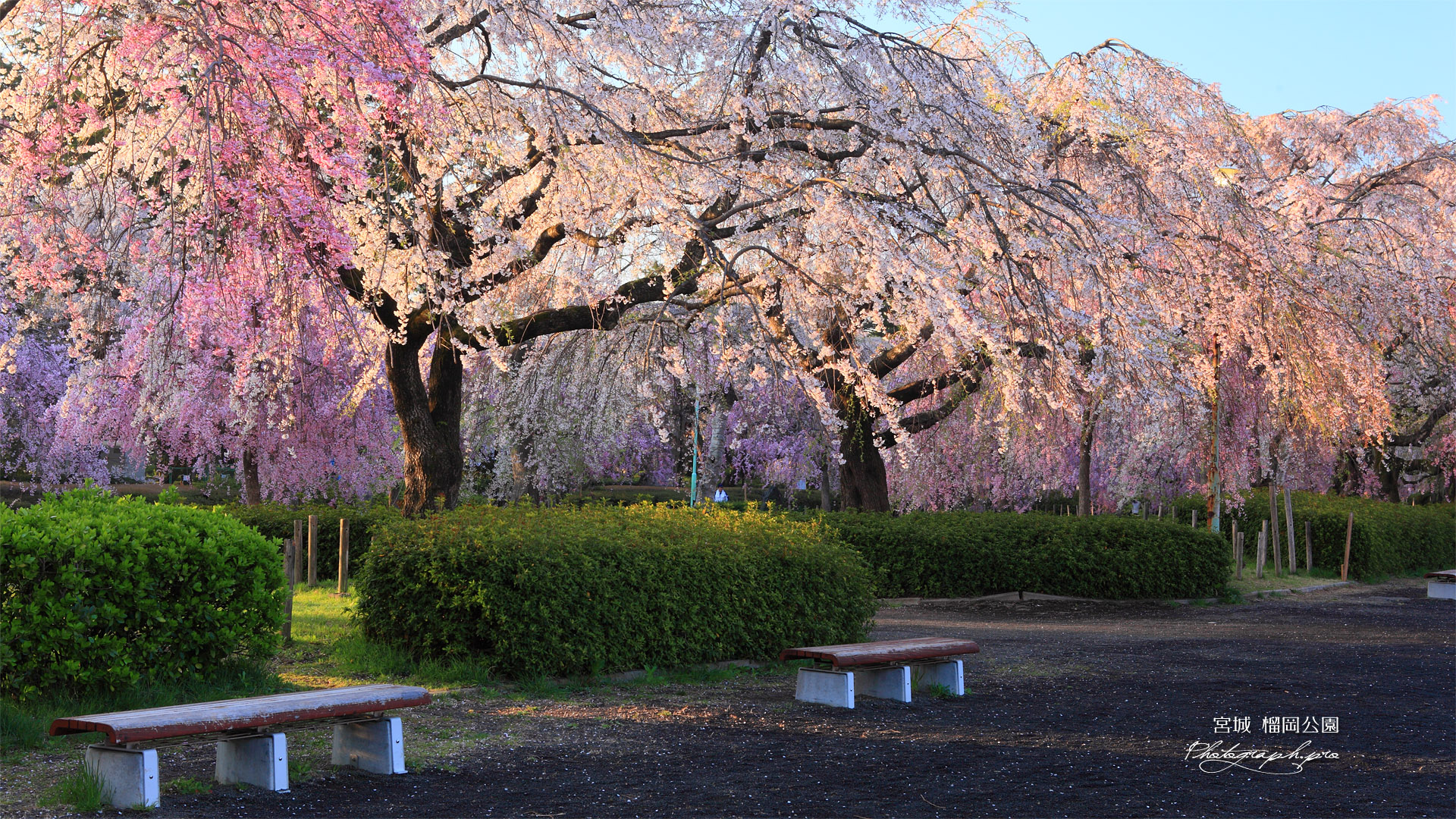 榴岡公園のベンチ