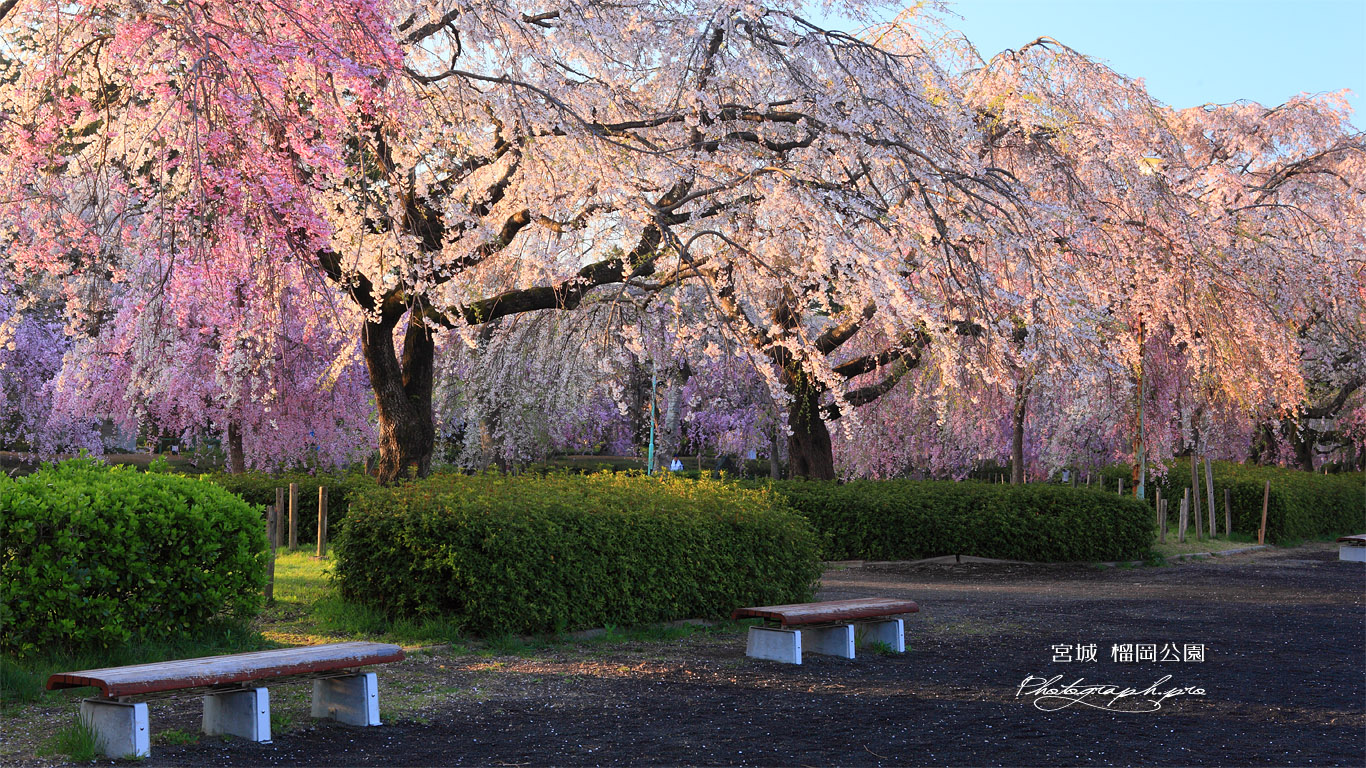榴岡公園のベンチ 壁紙