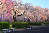榴岡公園のベンチ
