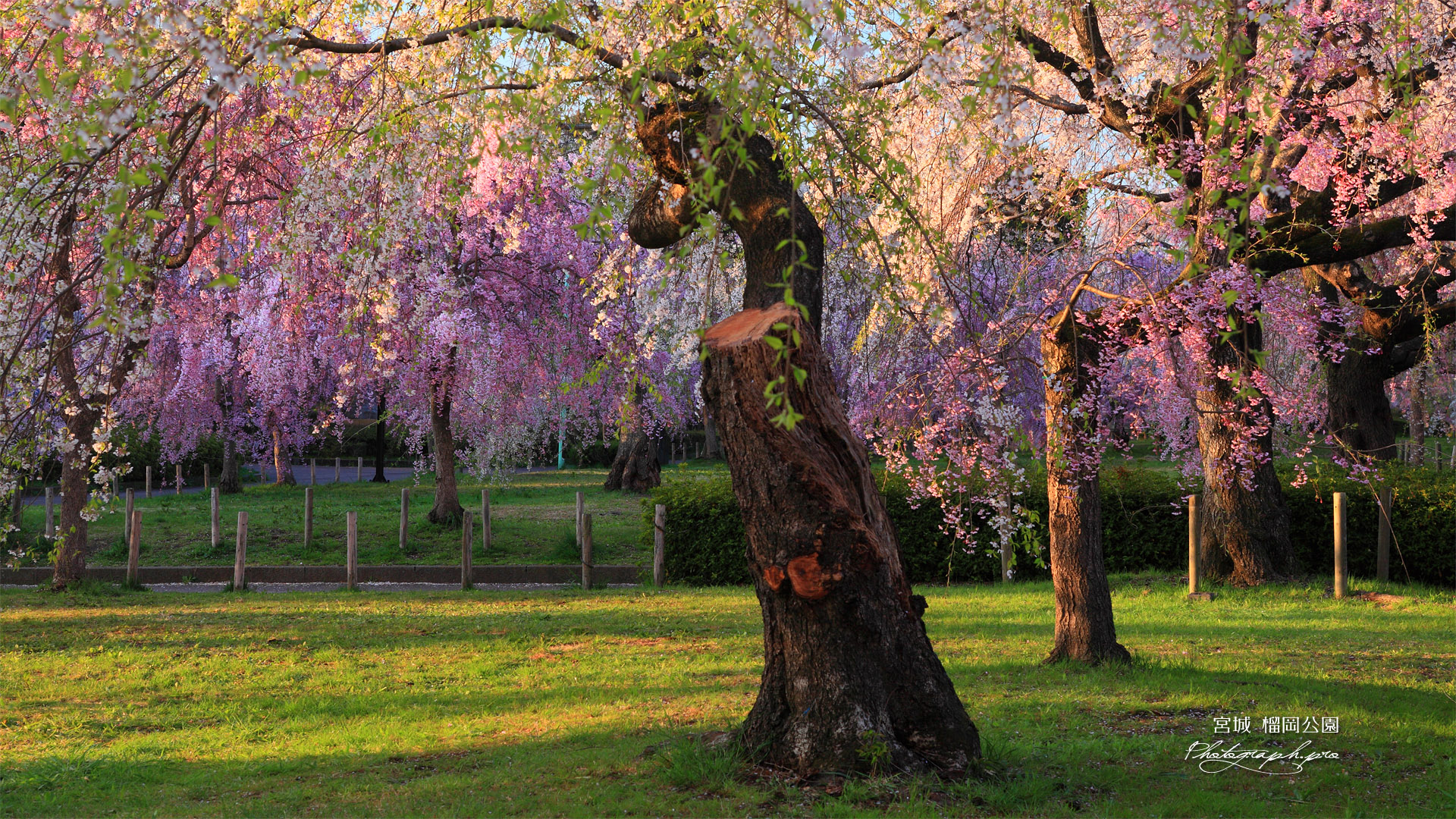 榴岡公園の枝垂れ桜