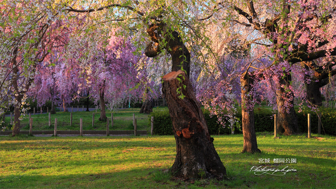 榴岡公園の枝垂れ桜 壁紙