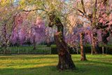 榴岡公園の枝垂れ桜