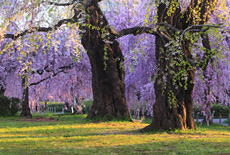 榴岡公園の桜