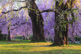 榴岡公園の桜