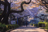 榴岡公園のソメイヨシノ