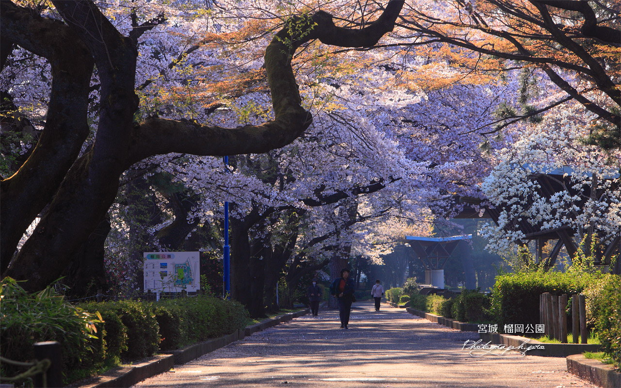 榴岡公園のソメイヨシノ 壁紙