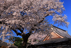 道仁寺の桜
