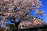 道仁寺の桜