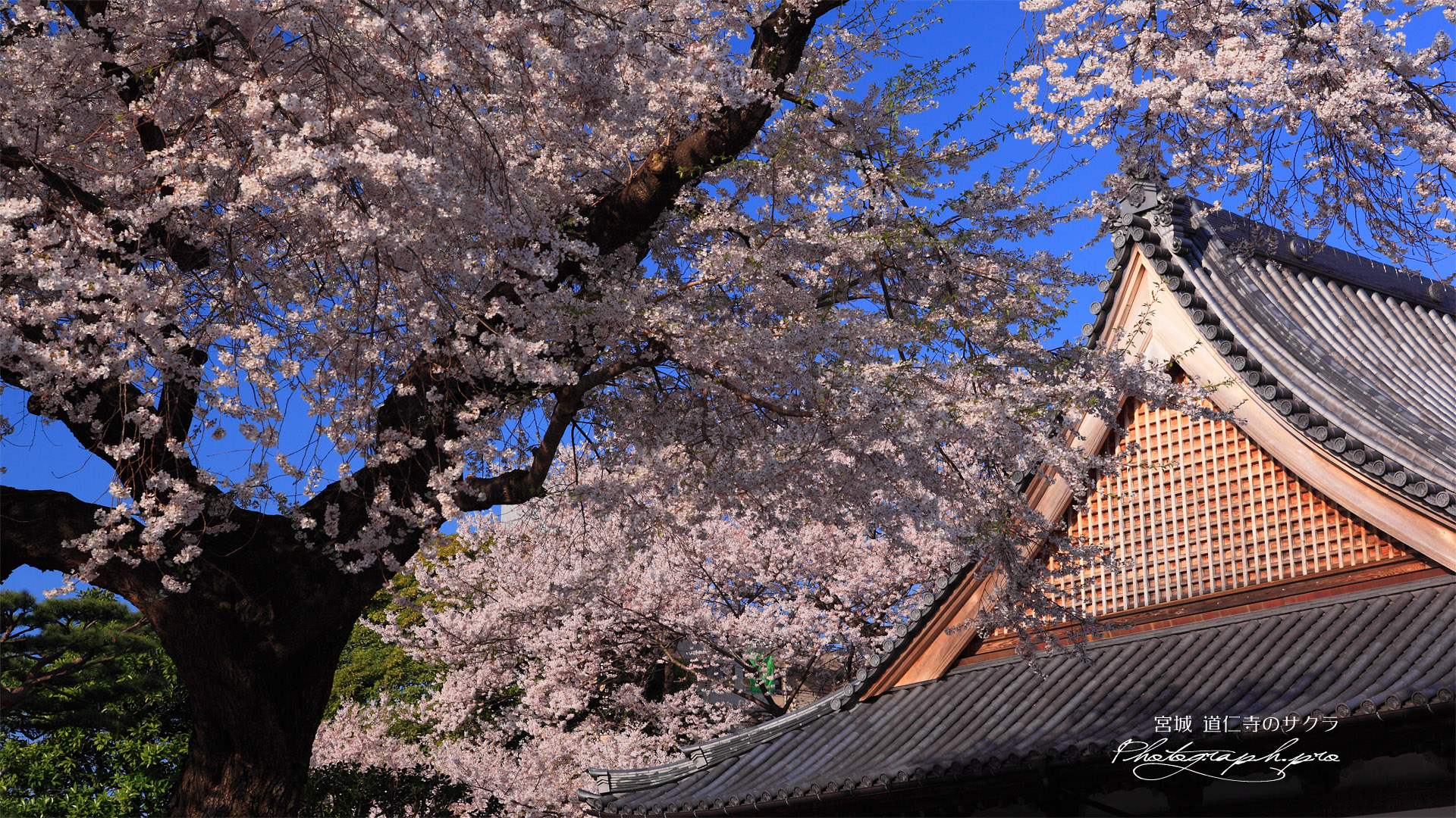 道仁寺の桜と本堂