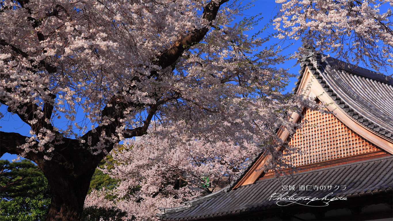 道仁寺の桜と本堂 壁紙