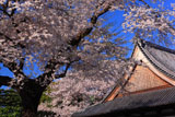 道仁寺の桜と本堂