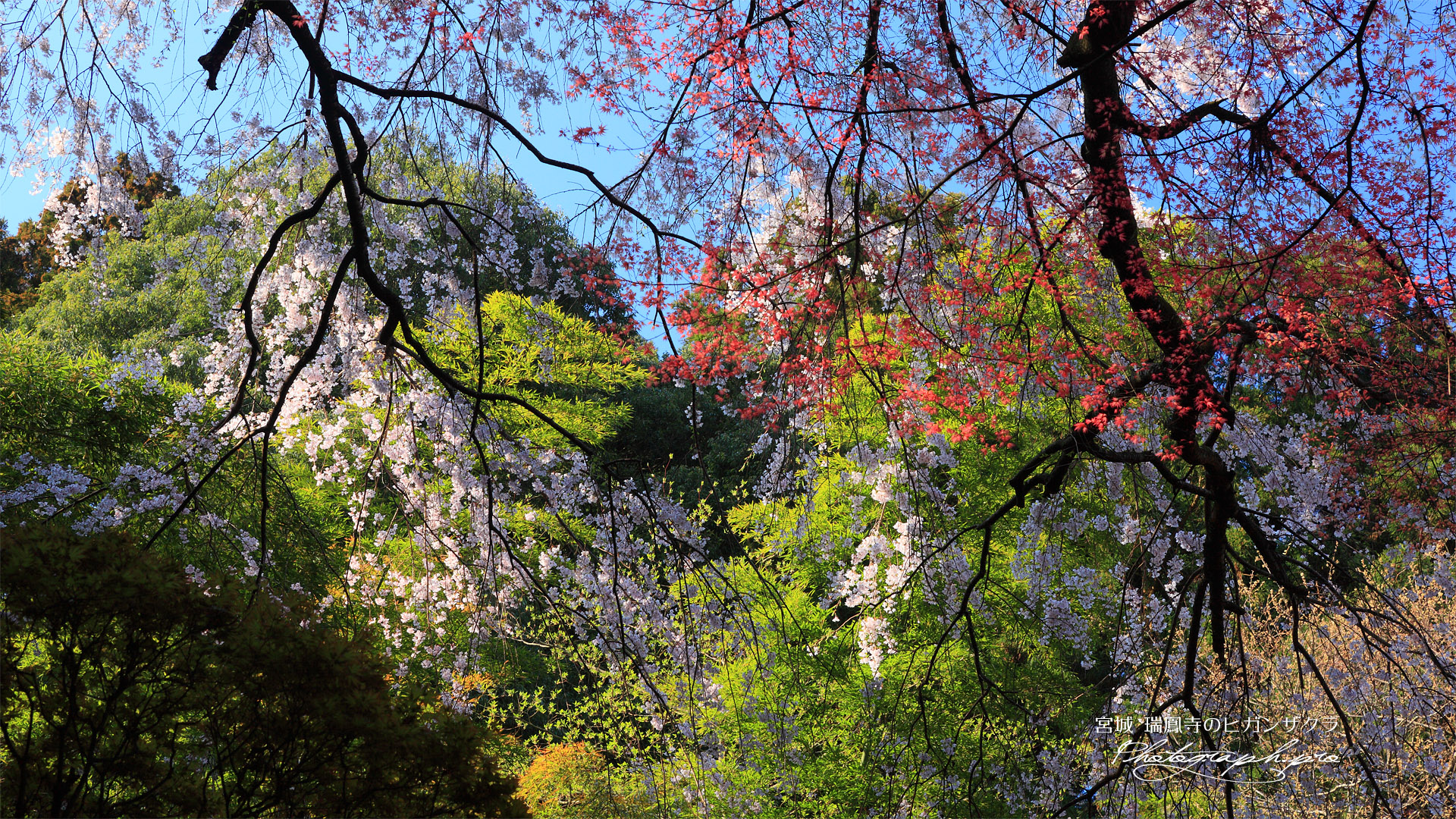 瑞鳳寺の江戸彼岸桜