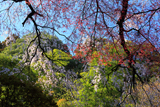 瑞鳳寺の江戸彼岸桜