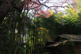 瑞鳳寺の彼岸桜