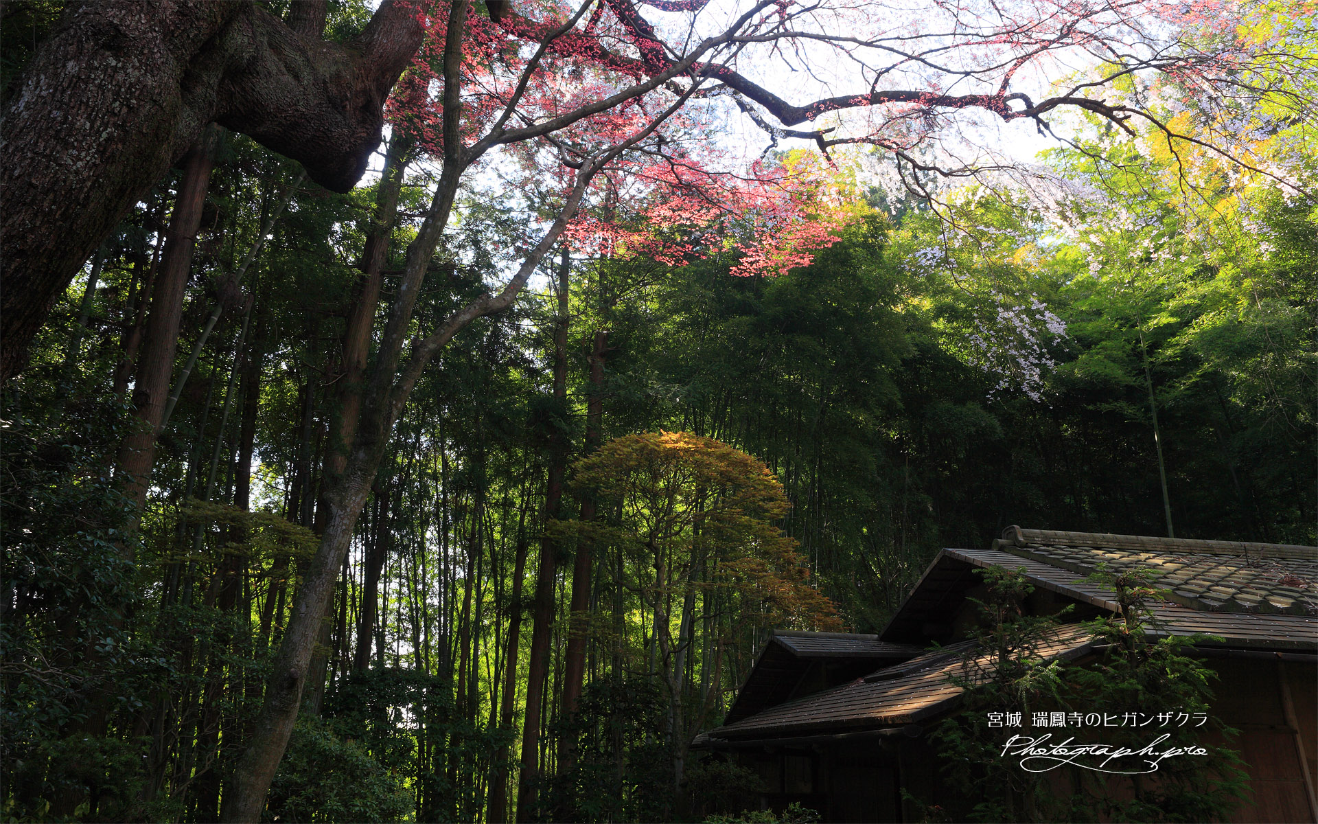 瑞鳳寺の彼岸桜