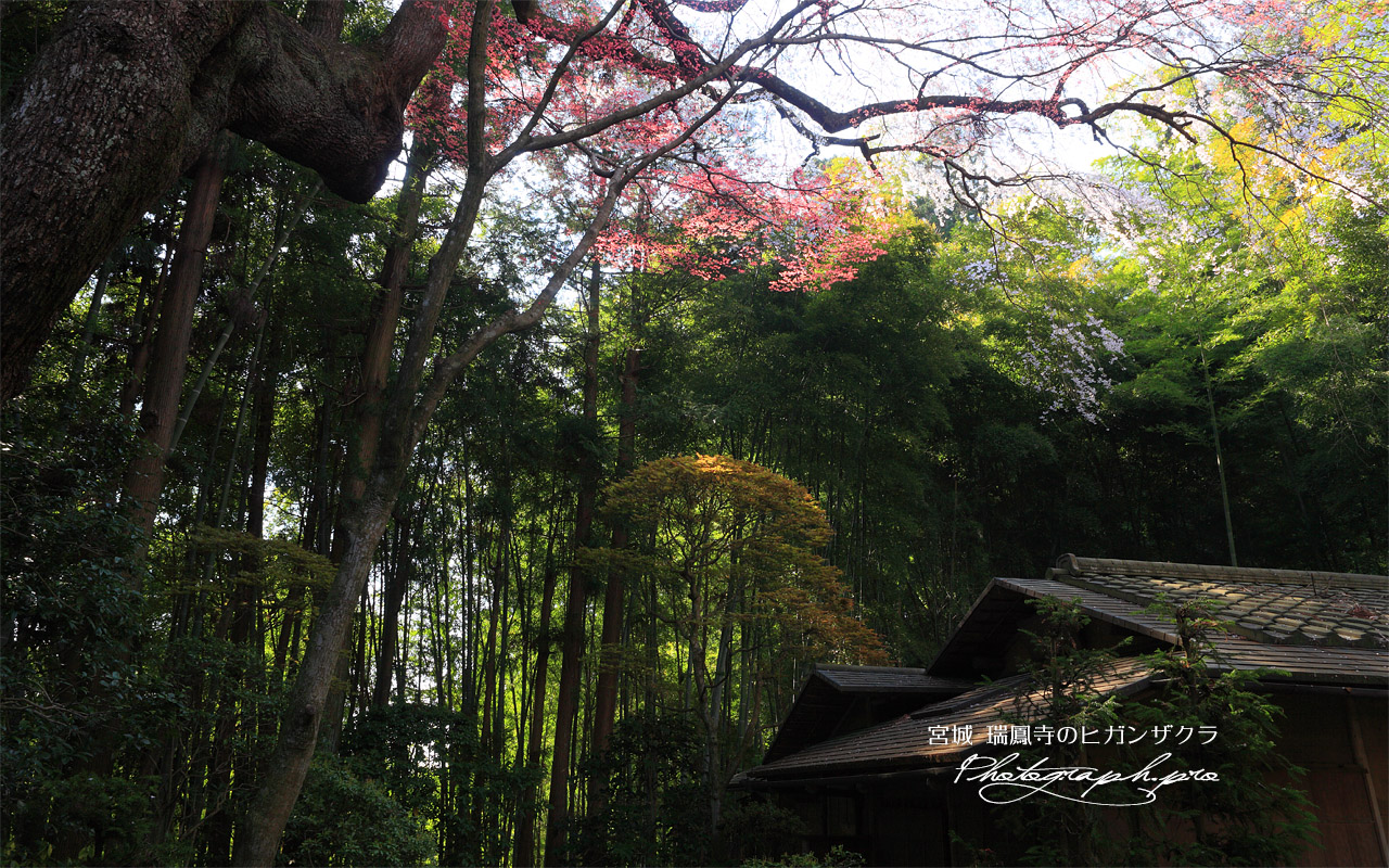 瑞鳳寺の彼岸桜 壁紙