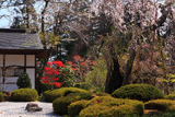 大梅寺のシダレザクラ