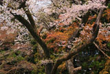 文殊菩薩堂の桜