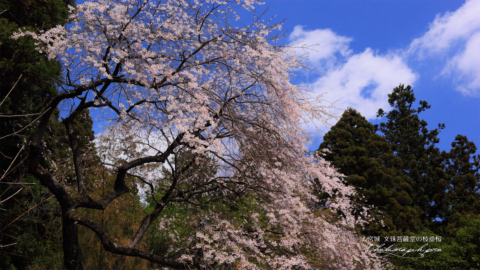 文珠菩薩堂のシダレザクラ
