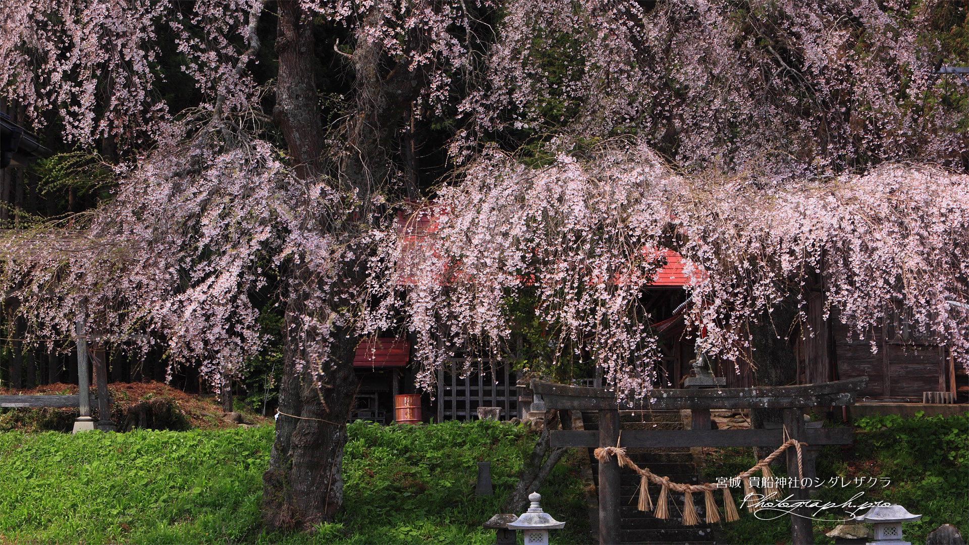 午前中の貴船神社の枝垂桜