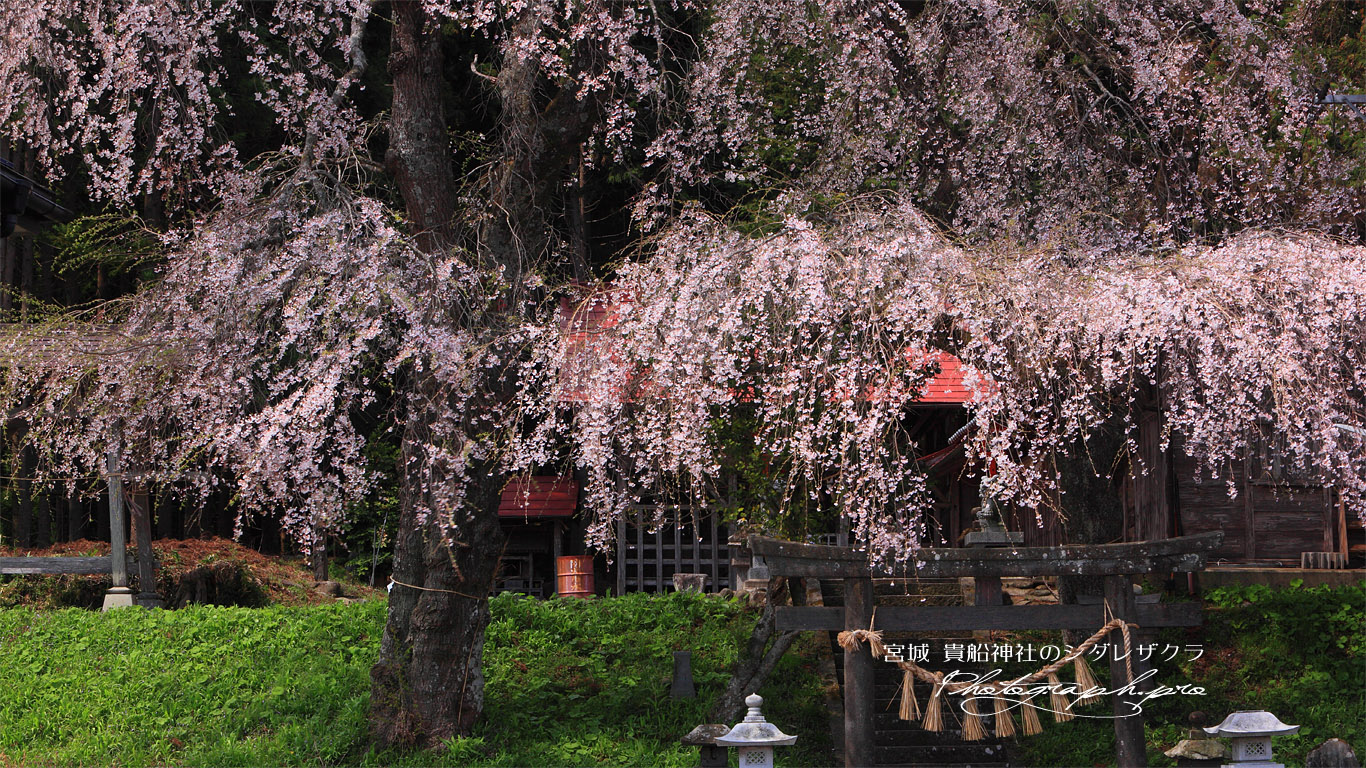 午前中の貴船神社の枝垂桜 壁紙