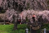 午前中の貴船神社の枝垂桜