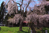 雨上がりの枝垂れ桜