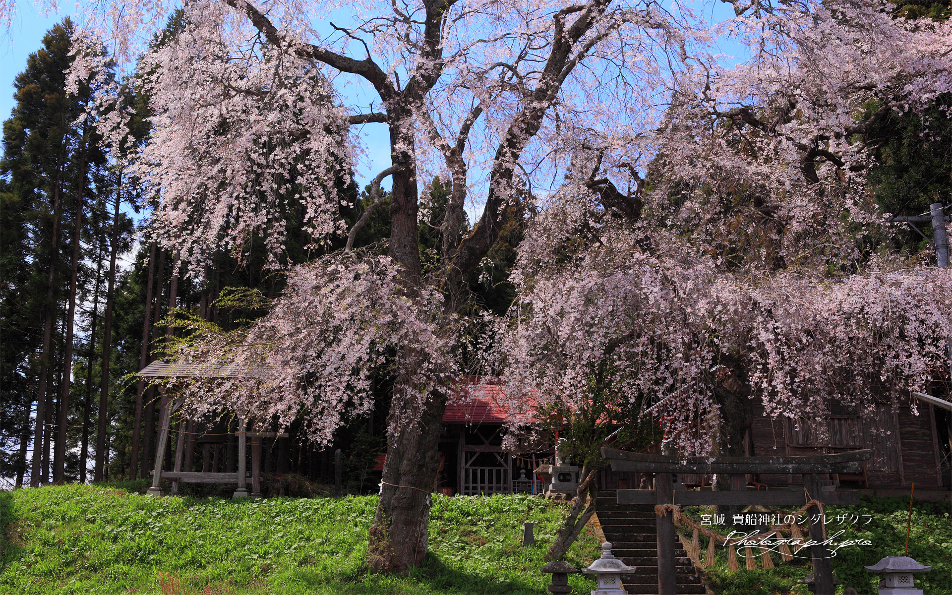 雨上がりの貴船神社の枝垂れ桜