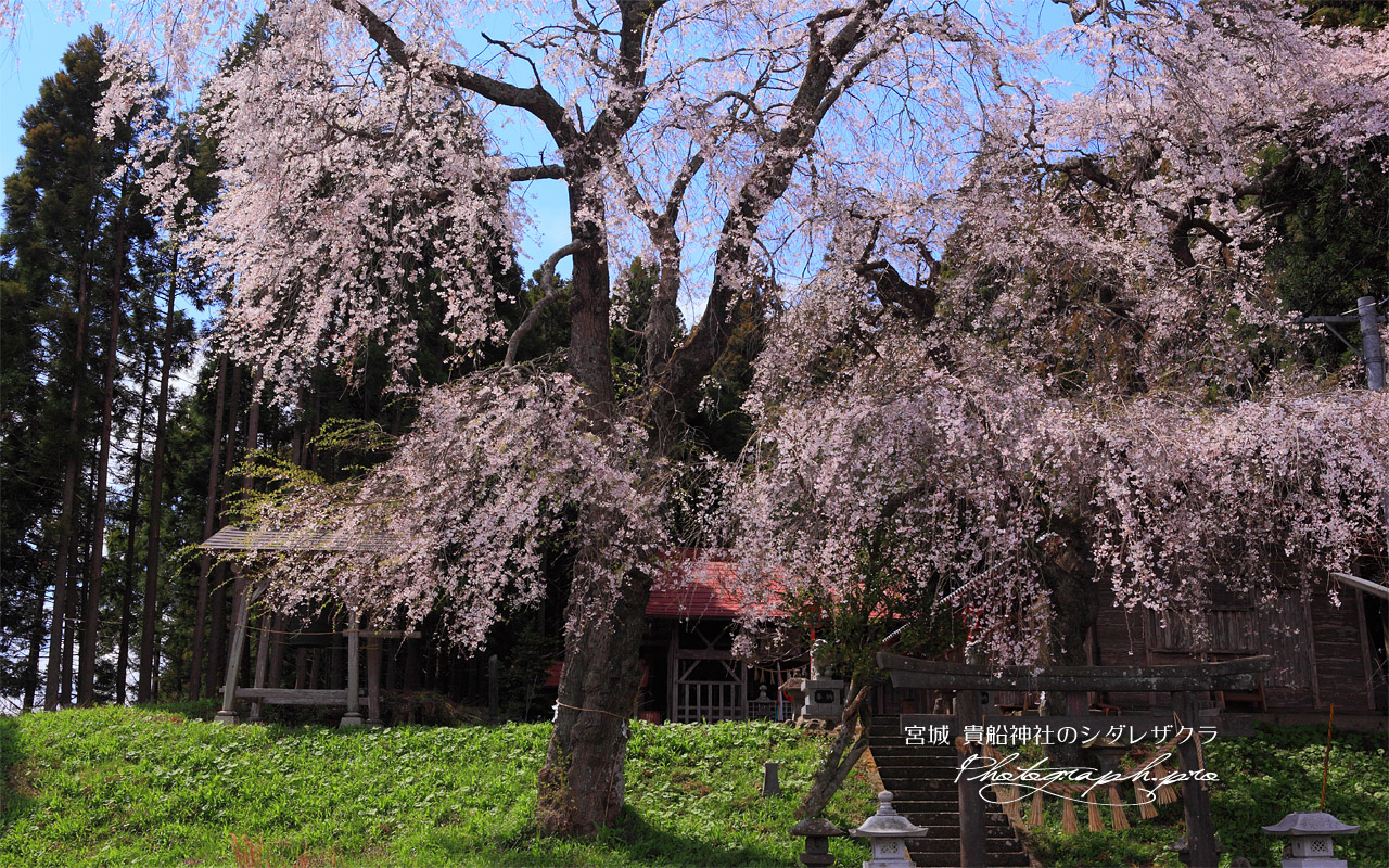 雨上がりの貴船神社の枝垂れ桜 壁紙
