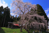 貴船神社のシダレザクラ
