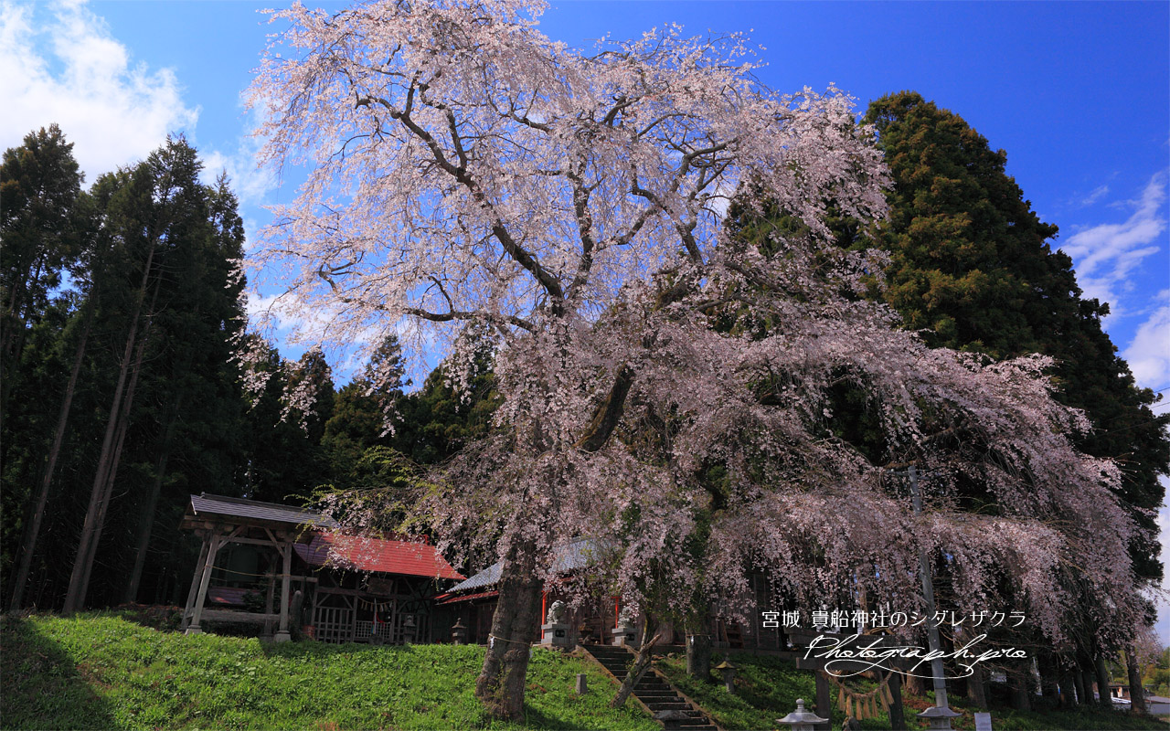 午後の貴船神社のシダレザクラ 壁紙