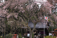 秋保神社のシダレザクラ