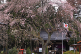 秋保神社のシダレザクラ