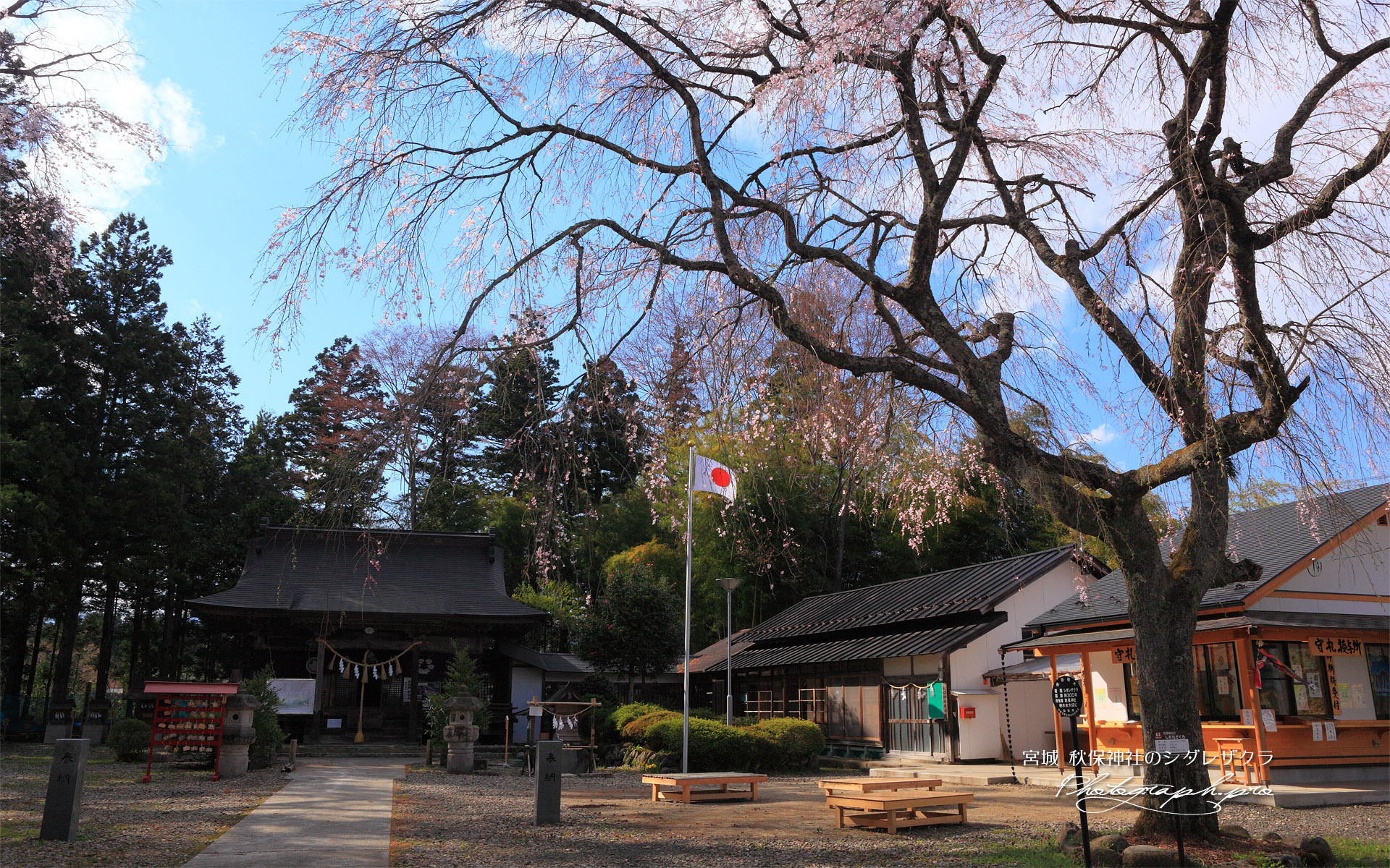 秋保神社の開運桜