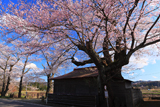 地蔵桜