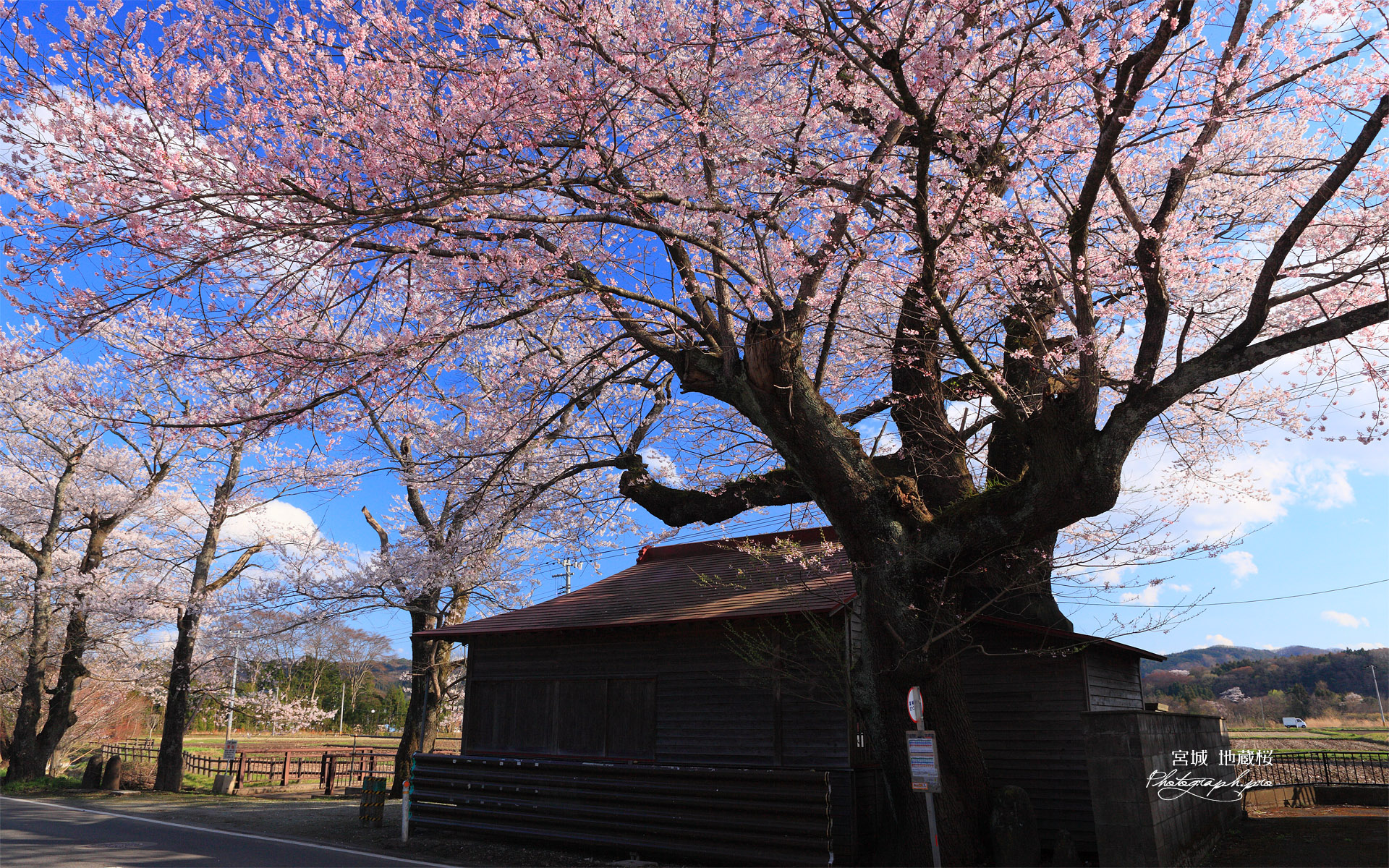 地蔵桜