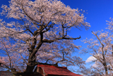 地蔵ザクラ