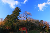 青空に映える金剛桜