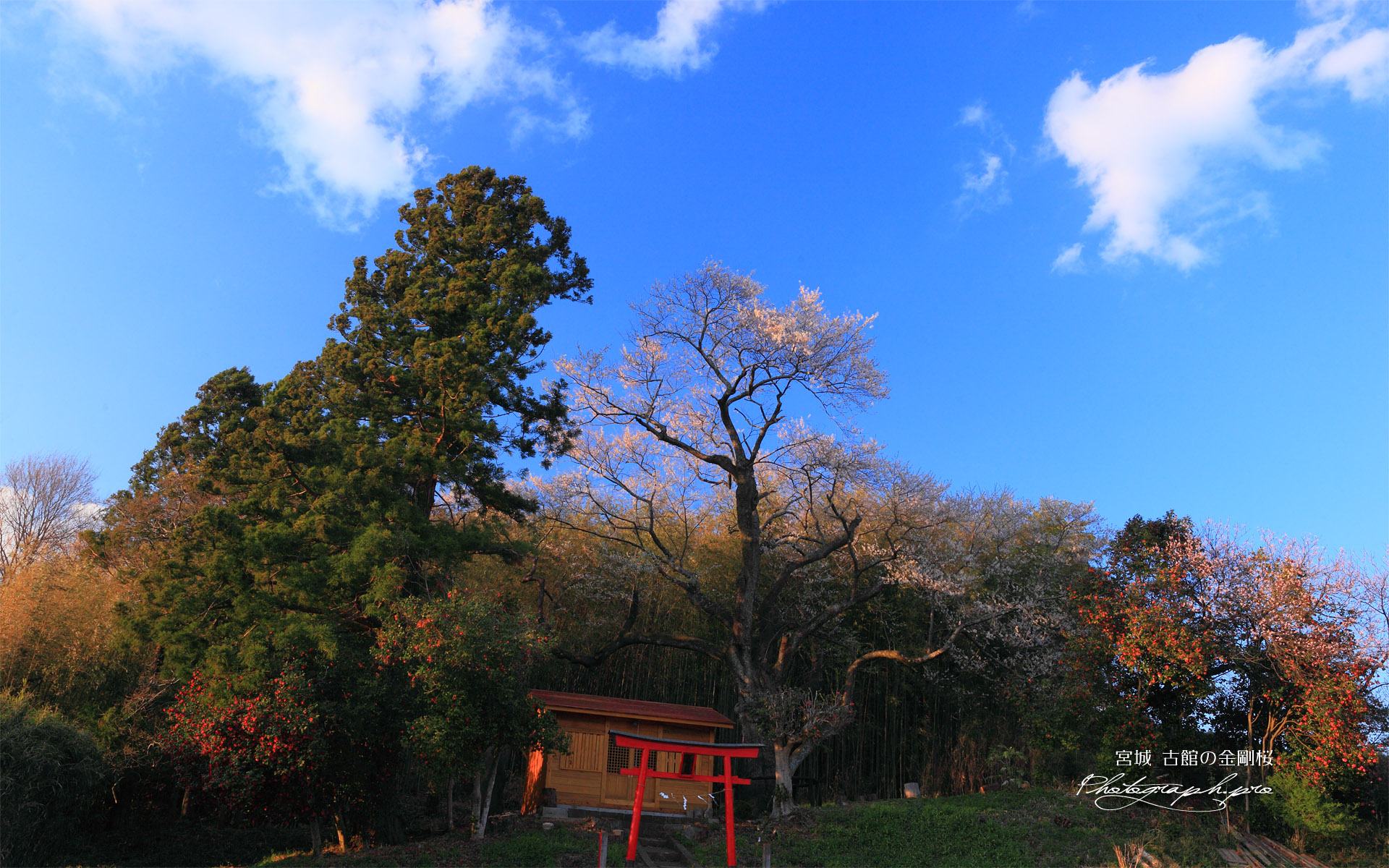 青空に映える金剛桜