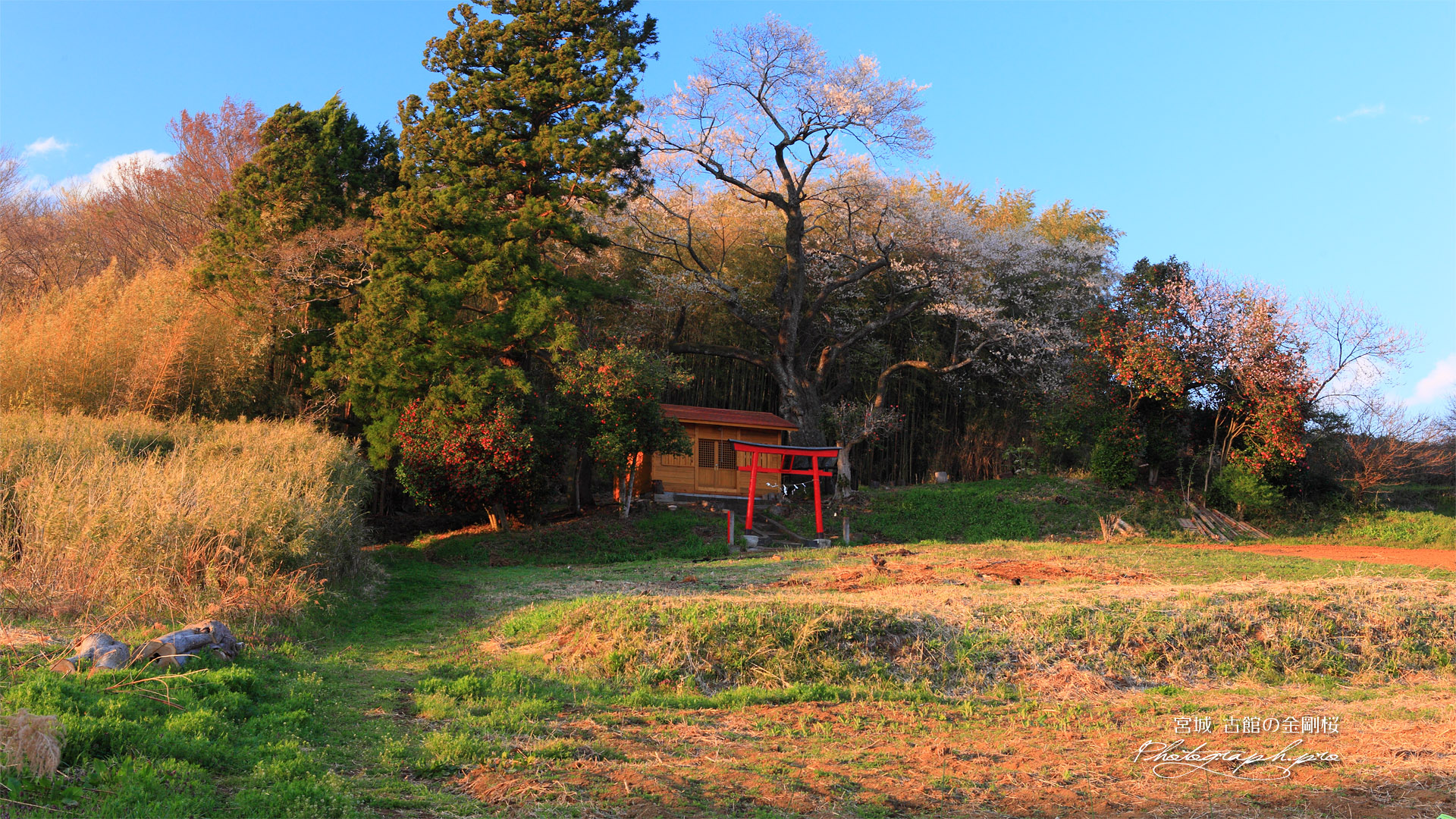 八幡桜