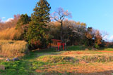八幡桜