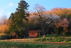 古館の金剛桜