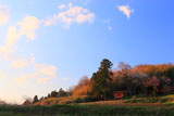 金剛桜と夕焼け雲
