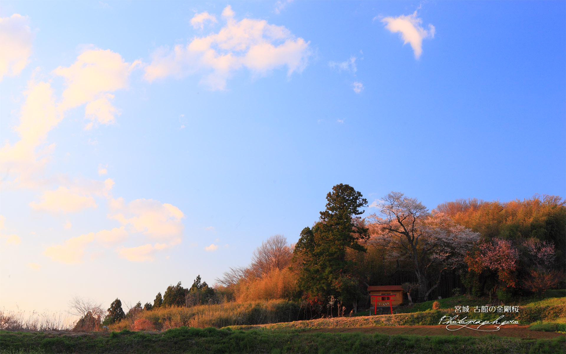金剛桜と夕焼け雲