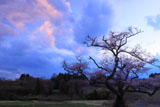 根返しの桜と夕焼け雲