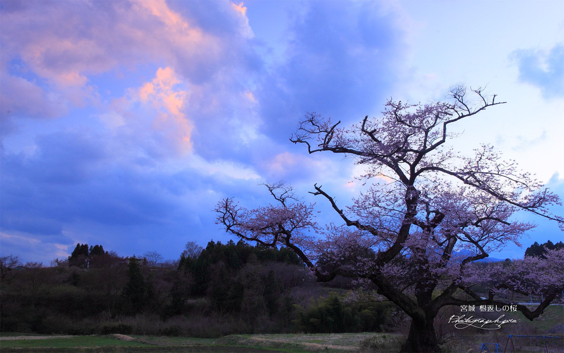 根返しの桜と夕焼け雲