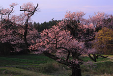 根返しの桜