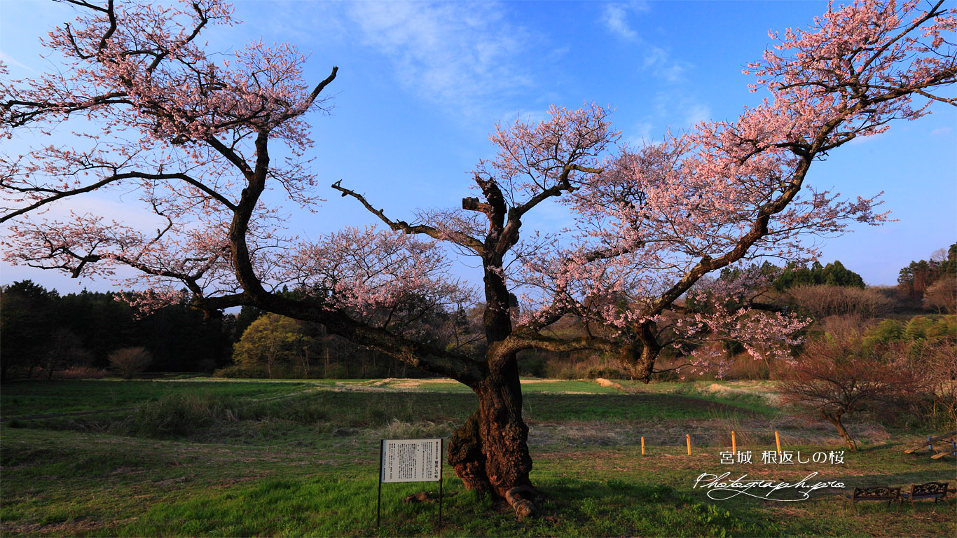 独特の枝振りの根返しの桜 壁紙