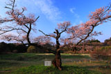 独特の枝振りの根返しの桜